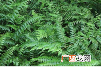 凤尾草图片 凤尾草的功效与作用