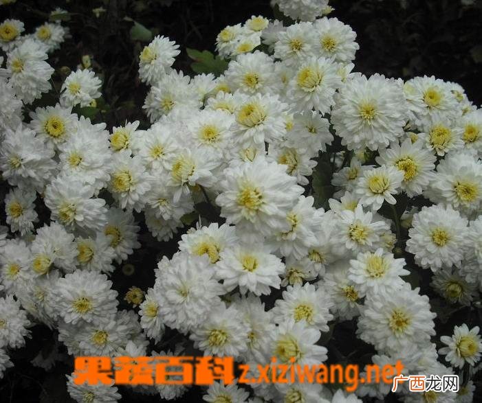 贡菊花养殖方法及注意事项