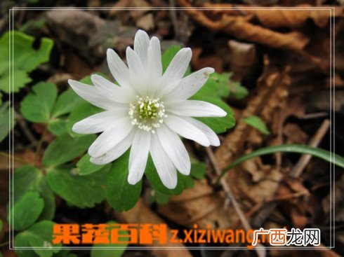 多被银莲花花卉盆景怎么养