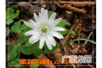多被银莲花花卉盆景怎么养