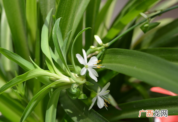 室内放什么植物好 适合安放在室内的食物介绍