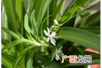 室内放什么植物好 适合安放在室内的食物介绍