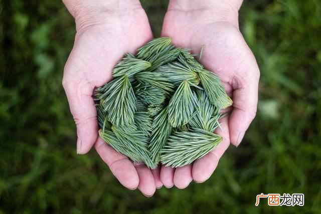 绿叶化妆品是纯天然吗(绿叶生活用品是传销吗