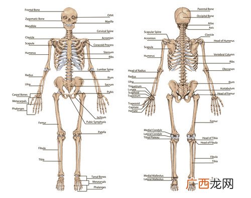 骨刺怎么才能治好骨刺吃什么食物