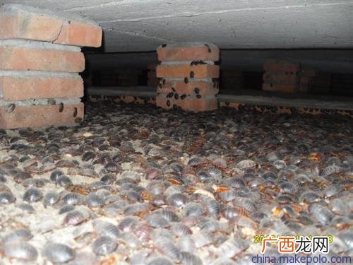 土元养殖池的建造 土元养殖成本 土元养殖要多少