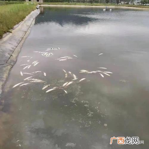 鲫鱼养殖技术 20亩鲫鱼养殖需要投资多少