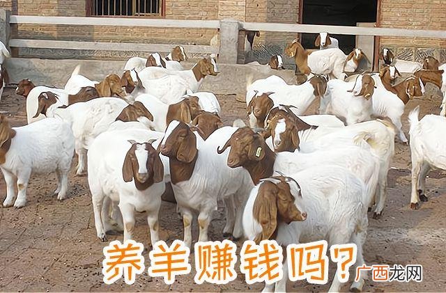 山羊养殖失败经验 山羊养殖 引进小母羊合算吗
