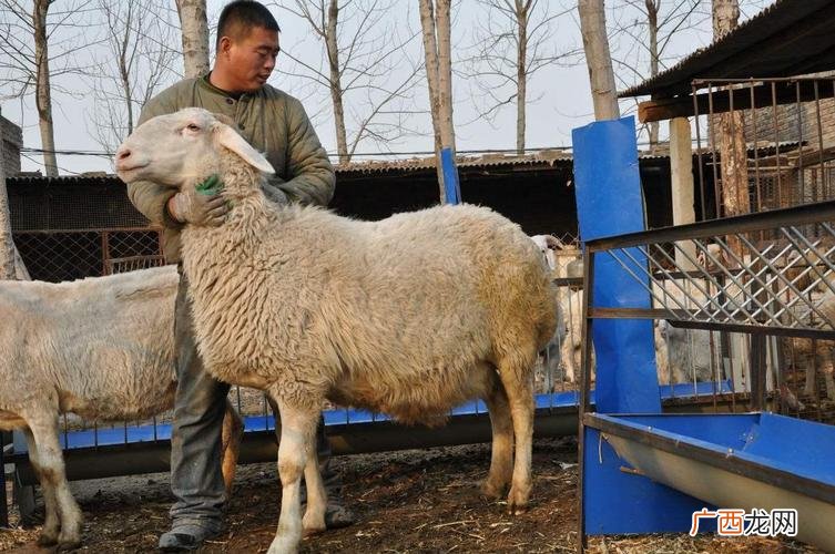 山羊养殖失败经验 山羊养殖 引进小母羊合算吗
