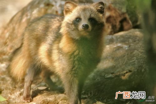 獾可以养殖吗 沧州獾养殖