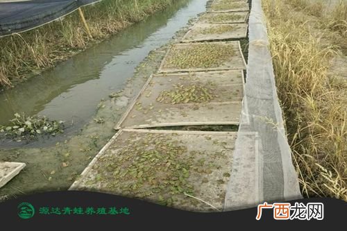 泥鳅苗 泥鳅养殖合作社 台湾泥鳅苗多
