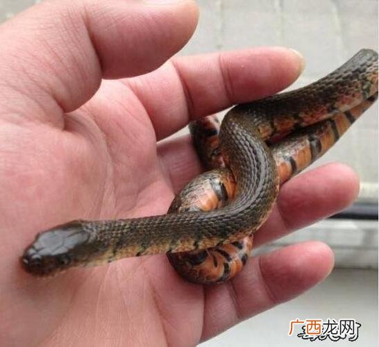 中华水蛇养殖方法 为什么没有广西养殖中国水蛇