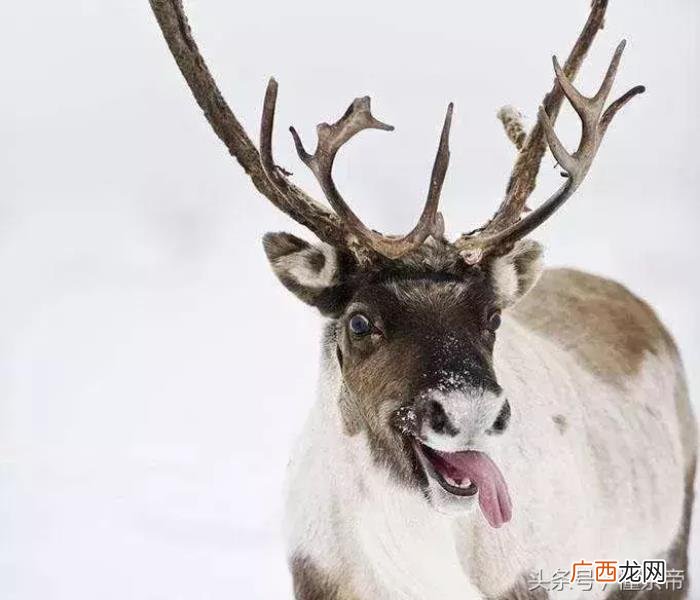 亲身经历的喝茶糗事 关于喝茶的短笑话
