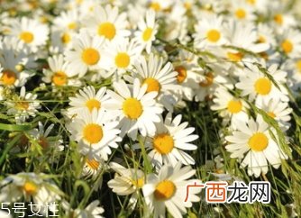 洋甘菊的功效及作用 美容产品都爱它