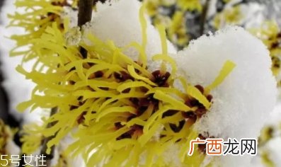 北美金缕梅的功效与作用