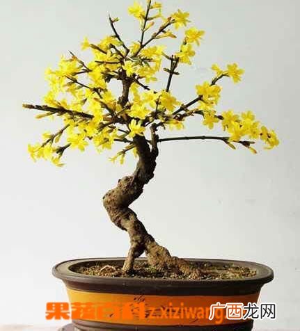 迎春花盆景的养殖方法和注意事项
