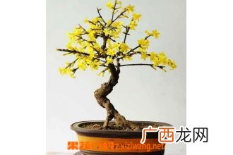 迎春花盆景的养殖方法和注意事项