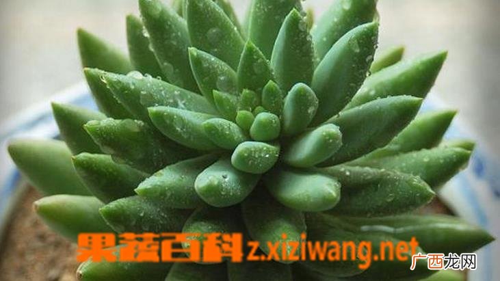 翡翠景天的养殖方法