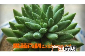 翡翠景天的养殖方法