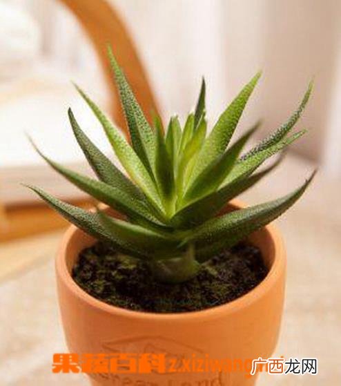 盆栽芦荟的养殖方法