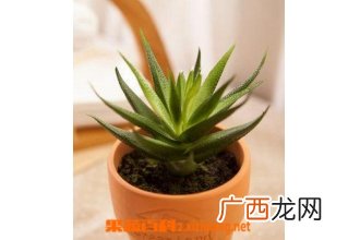 盆栽芦荟的养殖方法