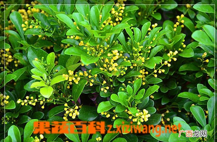水培米兰花的养法