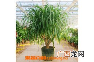 龙血树的养殖注意事项