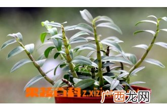 铁皮石斛的养殖方法和注意事项