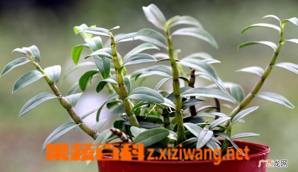铁皮石斛的养殖方法和注意事项