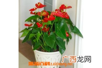 盆栽火鹤花的养殖方法