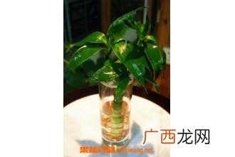 水培富贵竹的养法
