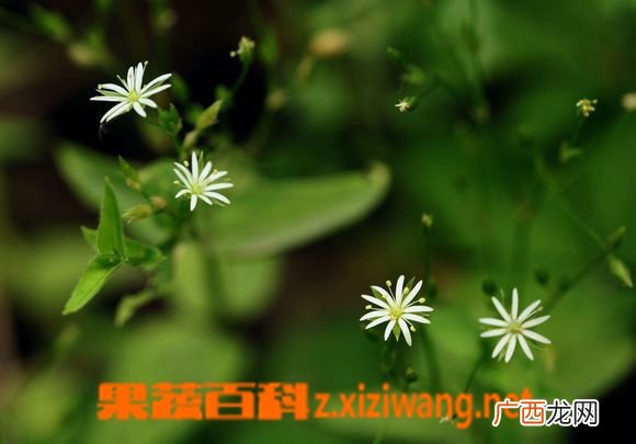 中国繁缕图片