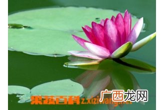 睡莲种植方法步骤