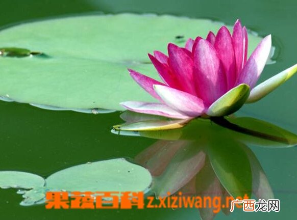 睡莲种植方法步骤