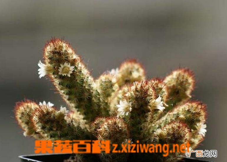 多肉金手指繁殖方法及注意事项