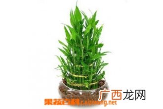 富贵竹的种植方法