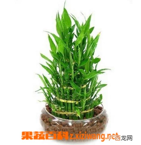 富贵竹的种植方法