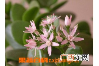 燕子掌掉叶子怎么办