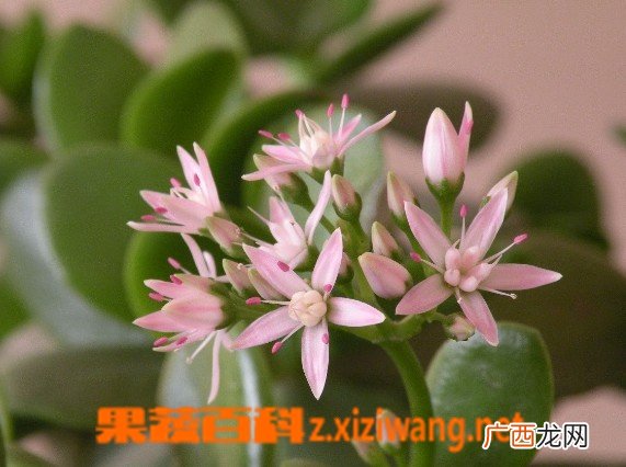 燕子掌掉叶子怎么办