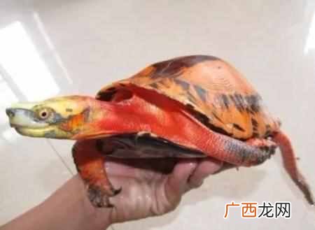 养龟如何加温过冬 家养小乌龟冬天怎么养