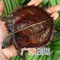 养龟如何加温过冬 家养小乌龟冬天怎么养