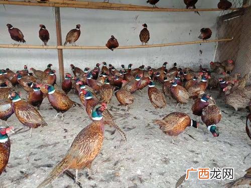 孔雀苗和小鸡一样养吗 养殖孔雀苗