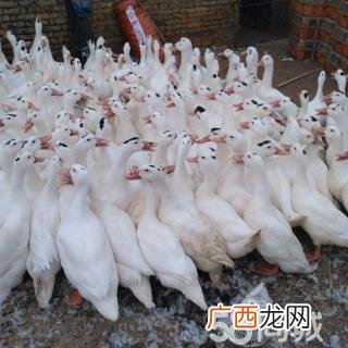 石鸡养殖 广西珍禽养殖