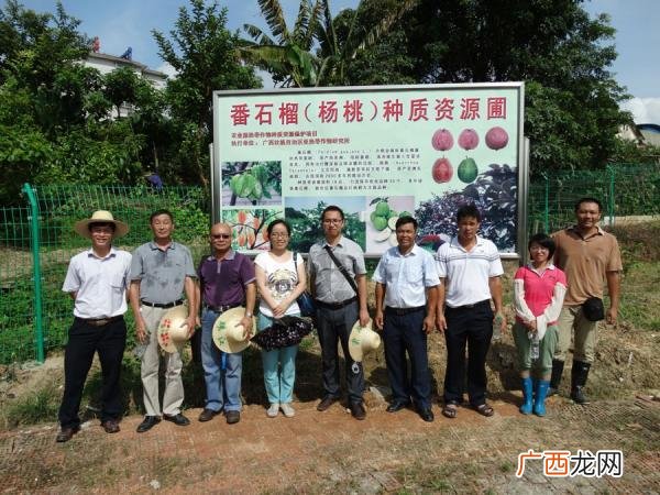 石鸡养殖 广西珍禽养殖