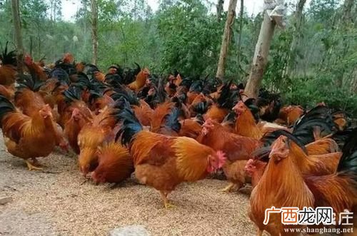 养殖大棚建造 土鸡大棚养殖