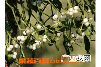 榭寄生养殖方法及注意事项