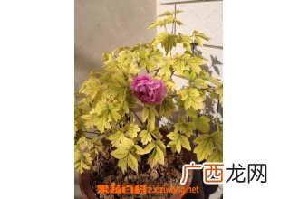 牡丹花叶子蔫了怎么办