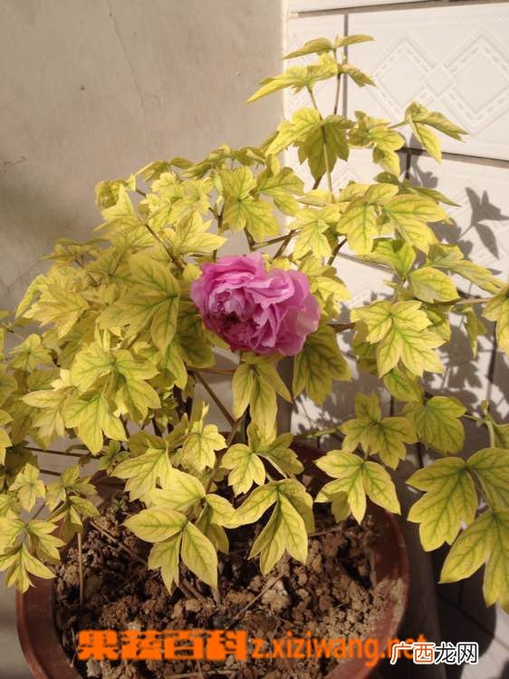 牡丹花叶子蔫了怎么办