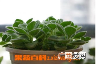 碰碰香叶子发黑怎么办