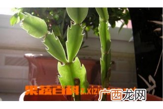 怎样嫁接蟹爪兰