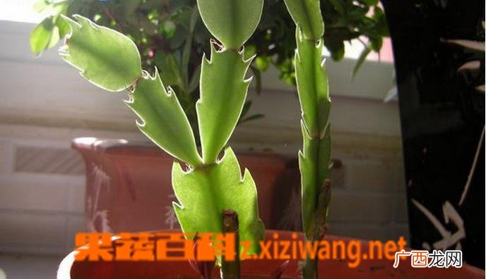 怎样嫁接蟹爪兰